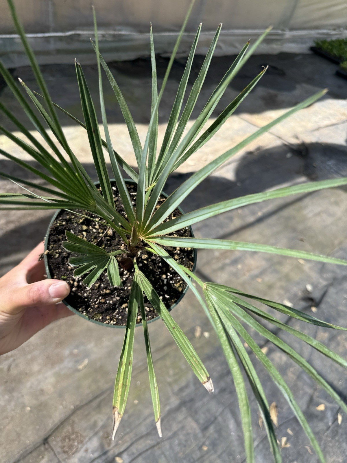 🌴 Atlas Mountain Palm – Chamaerops humilis var. cerifera – Blue Mediterranean