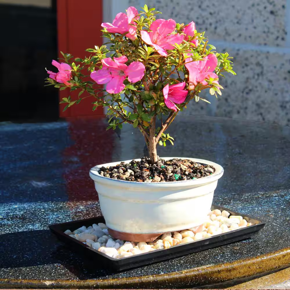 Satsuki Azalea Bonsai Tree Outdoor Plant in Ceramic Bonsai Pot Container, 5-Year