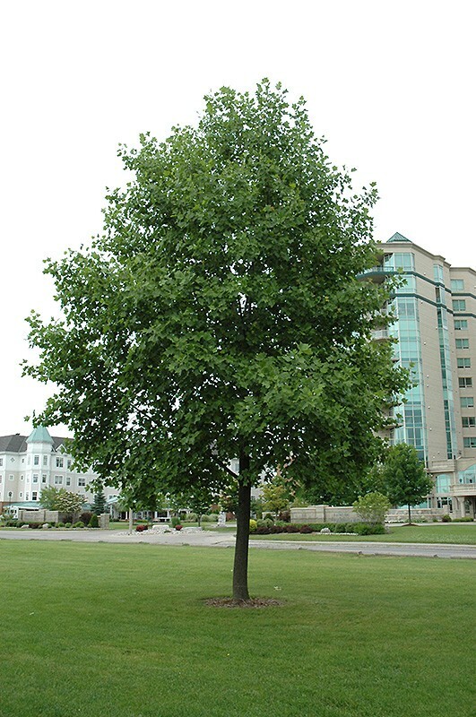1-2 ft tall Tulip Poplar tree, Liriodendron Tulipifera, produce yellow flowers