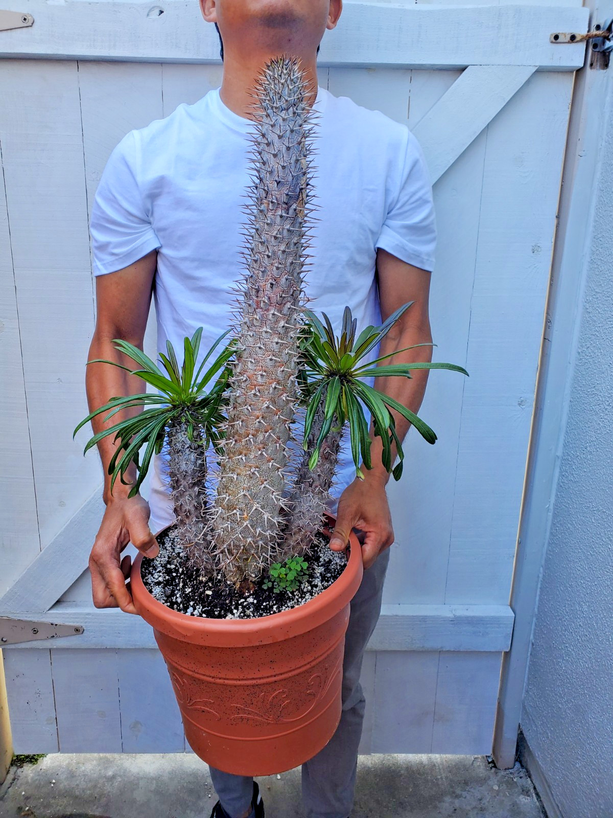 Madagascar Palm Plant Pachypodium Lamerei Cactus