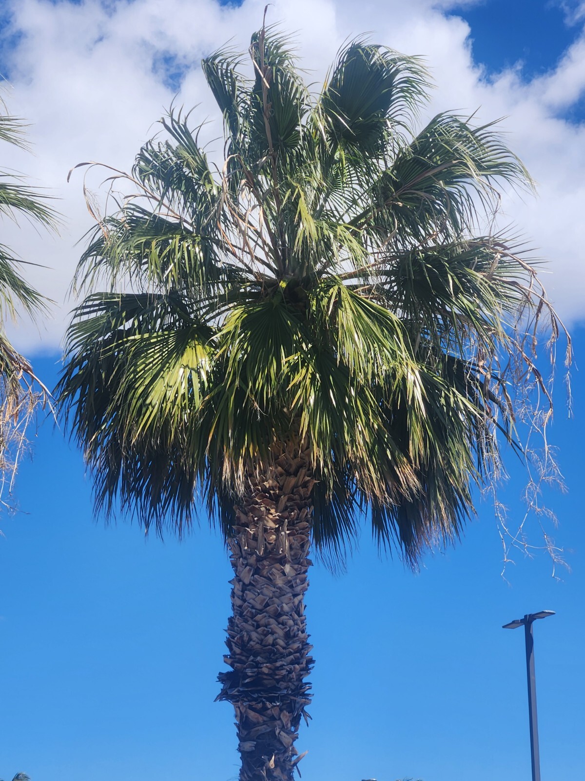 5 Saplings, Washingtonia Hybrid Filifera/Robusta Fan Palm, Live Plants, RARE 7+”