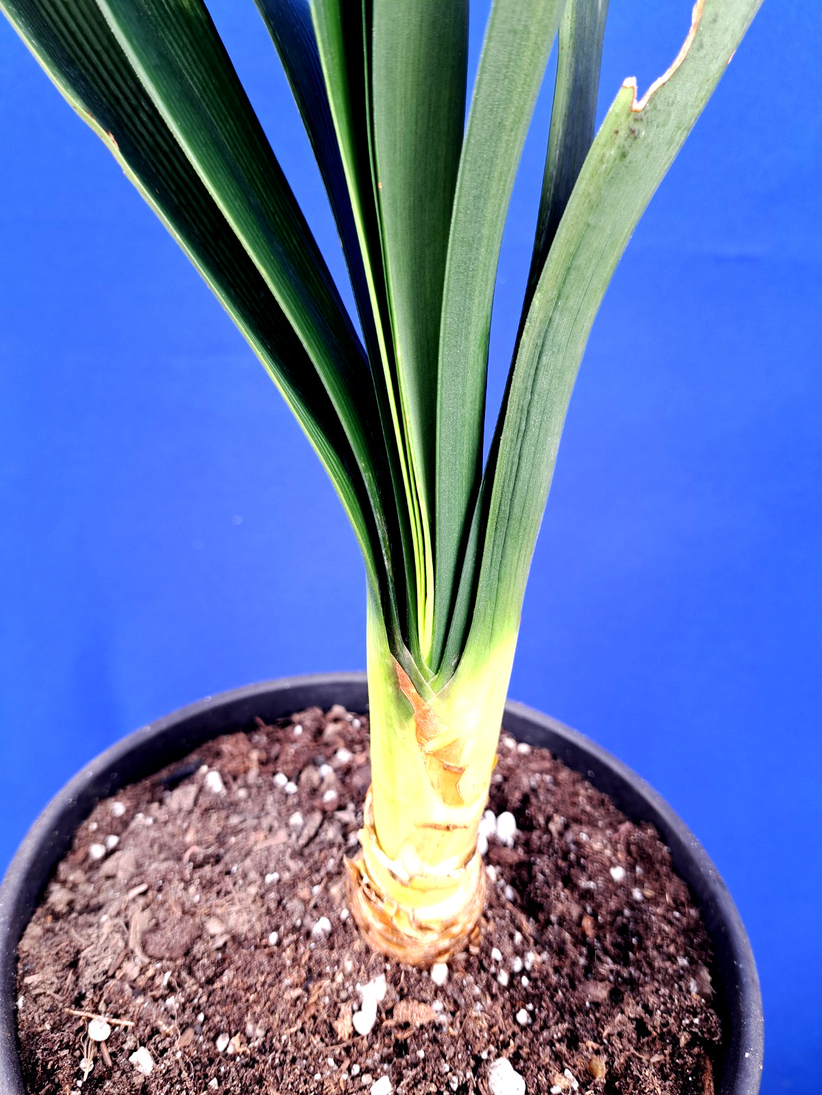 Clivia Variegated Plant Orange Flowers