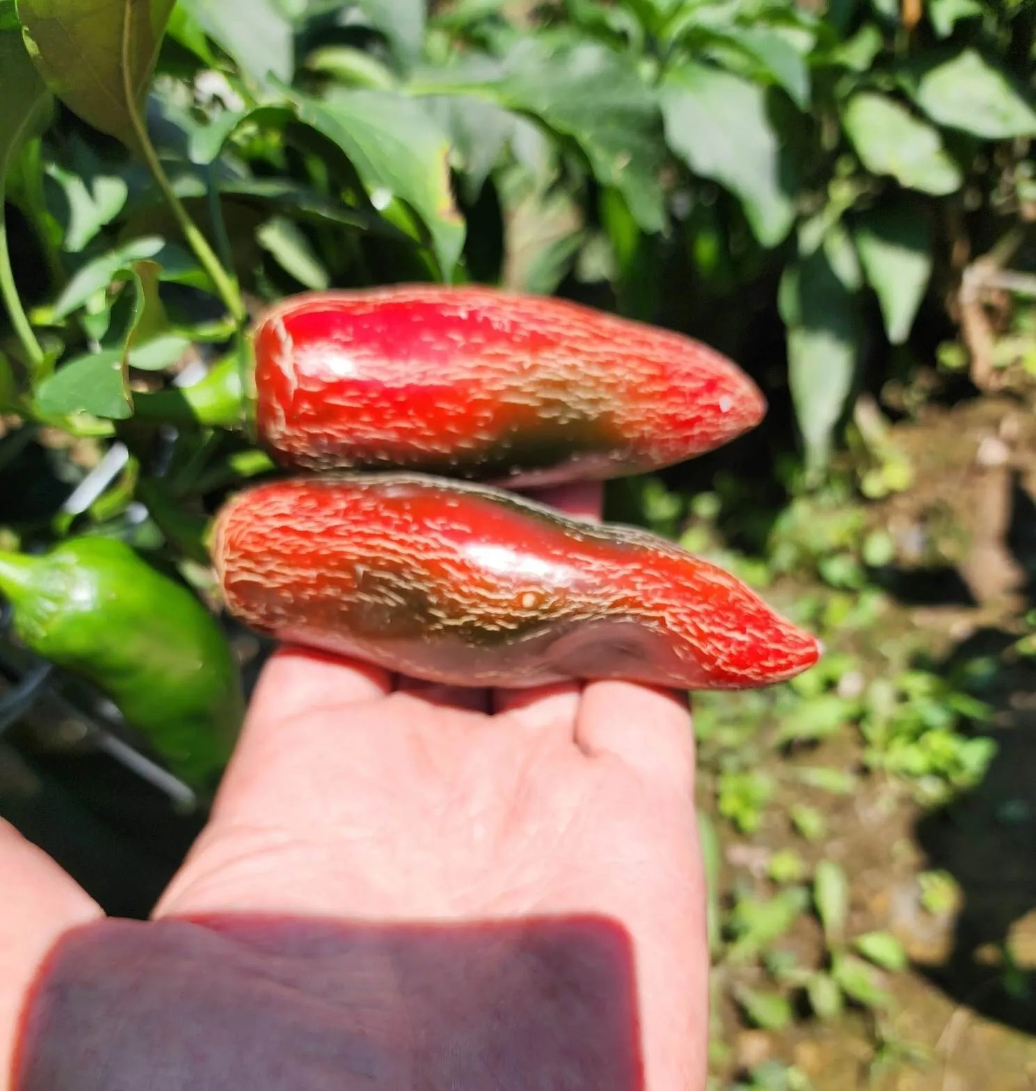 100+ Mammoth Jalapeno Hot Pepper Seeds —– Organic —- NON GMO