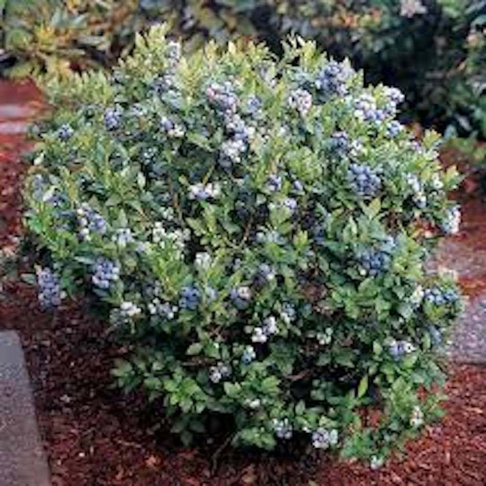 5 Top Hat Dwarf Blueberry Plant Vaccinium angustifolium Starter Plant