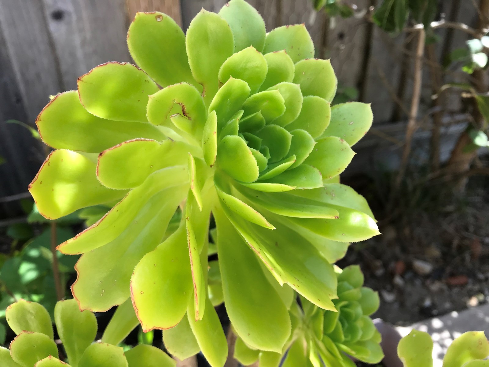 Aeonium SUCCULENTs: set of 4: size 2-3 inches each