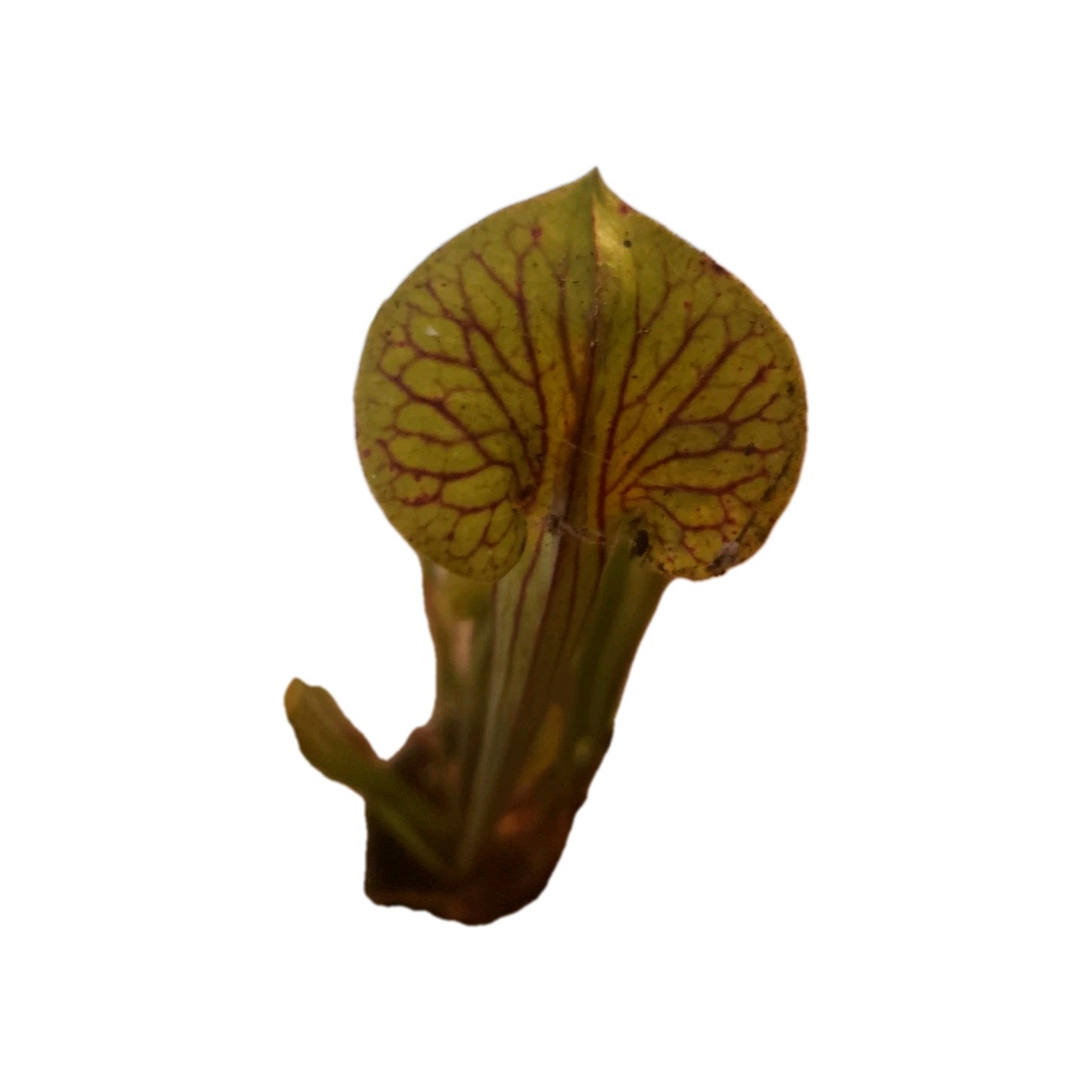 Stunning Sarracenia Flava X Rubra ‘Popei’ Carnivorous Pitcher Bog Plant