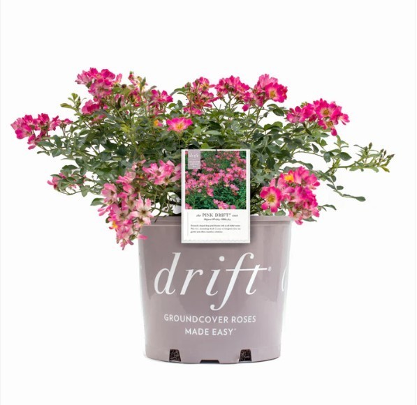 Pink Drift Rose Bush in 1 gal Pot Outdoor Flowering Garden Plant 4-11 Zone