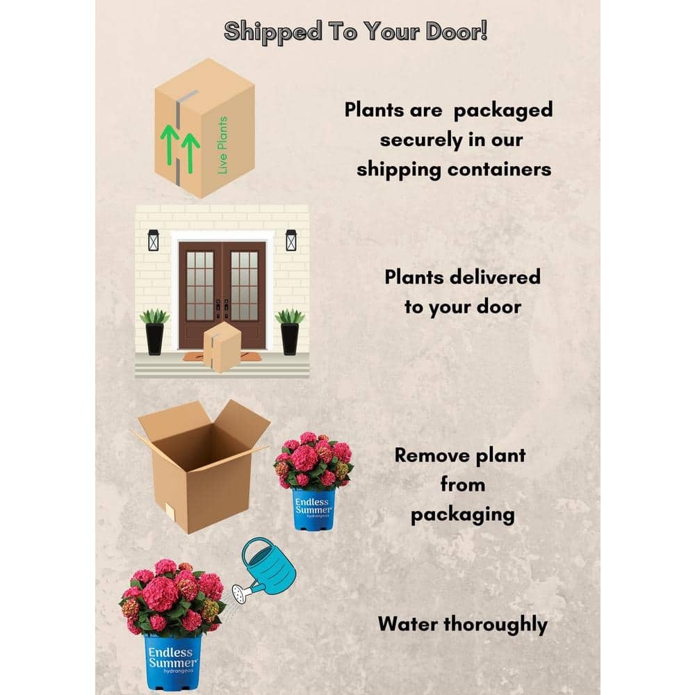 2 Gal. Summer Crush Reblooming Hydrangea Flowering Shrubs with Raspberry Red Flo