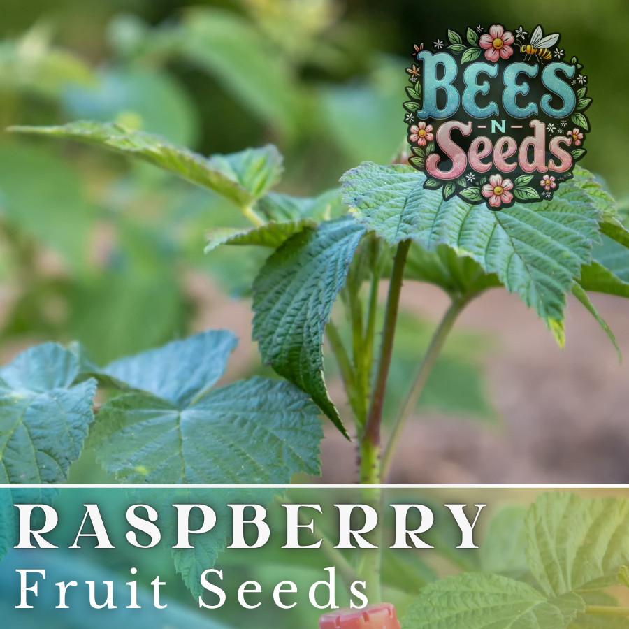 Starling Raspberry Seeds 125, 300, 750 Seeds Fruit Seeds, Non GMO, Bulk Seeds