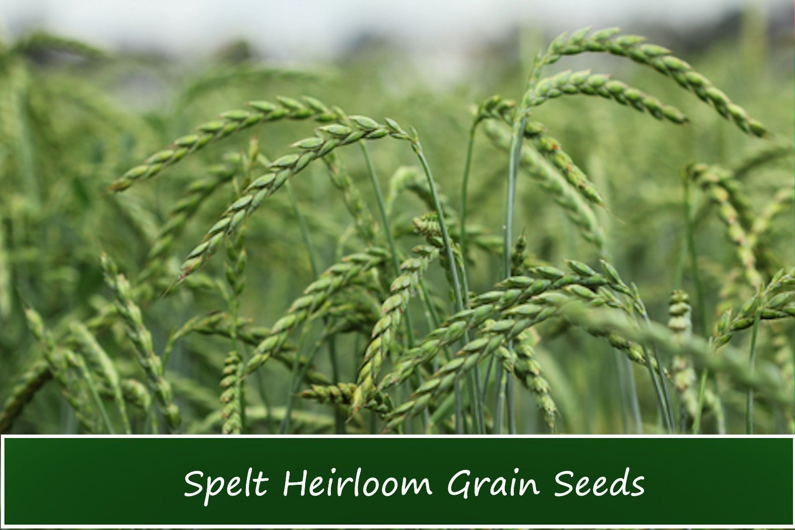 100 Dinkel Spelt Seeds! Organic Heirloom-All Natural Non GMO