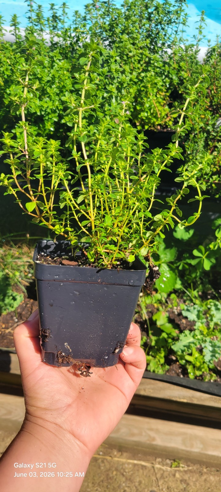 Lemon Thyme Live Plant 4″ Pot, Kitchen Herbs, Healthy Plants