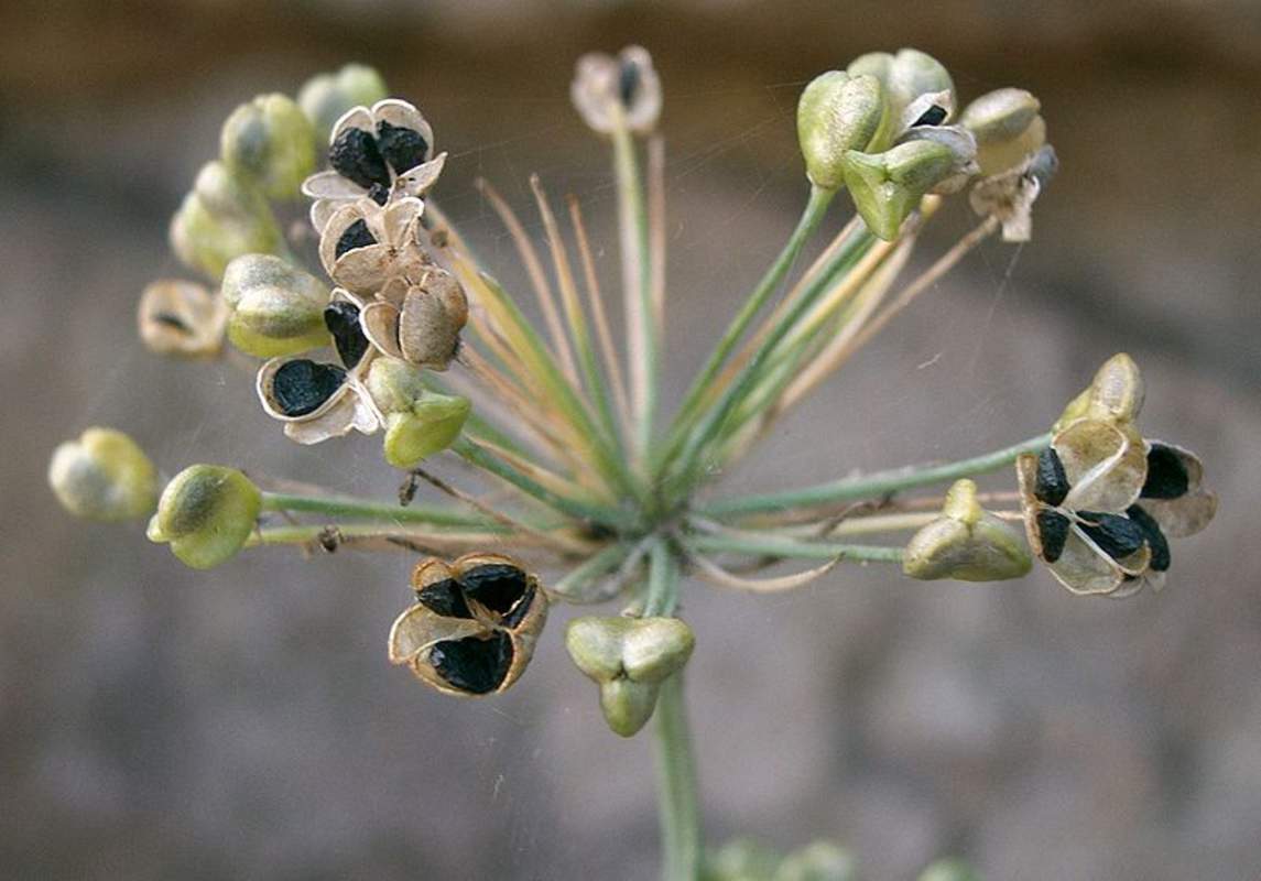 250 Garlic Chives Seeds Garden Herb Heirloom