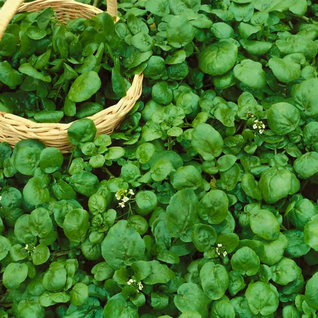 Fresh Green Watercress Seeds | Xi Yang Cai | Heirloom Non-GMO | Vegetables Seeds
