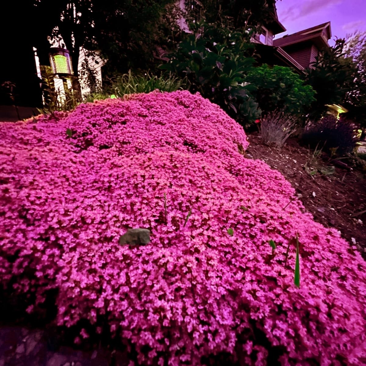 20000+ Magic Pink Creeping Thyme Seeds for Planting Ground Cover Plants Heirloom