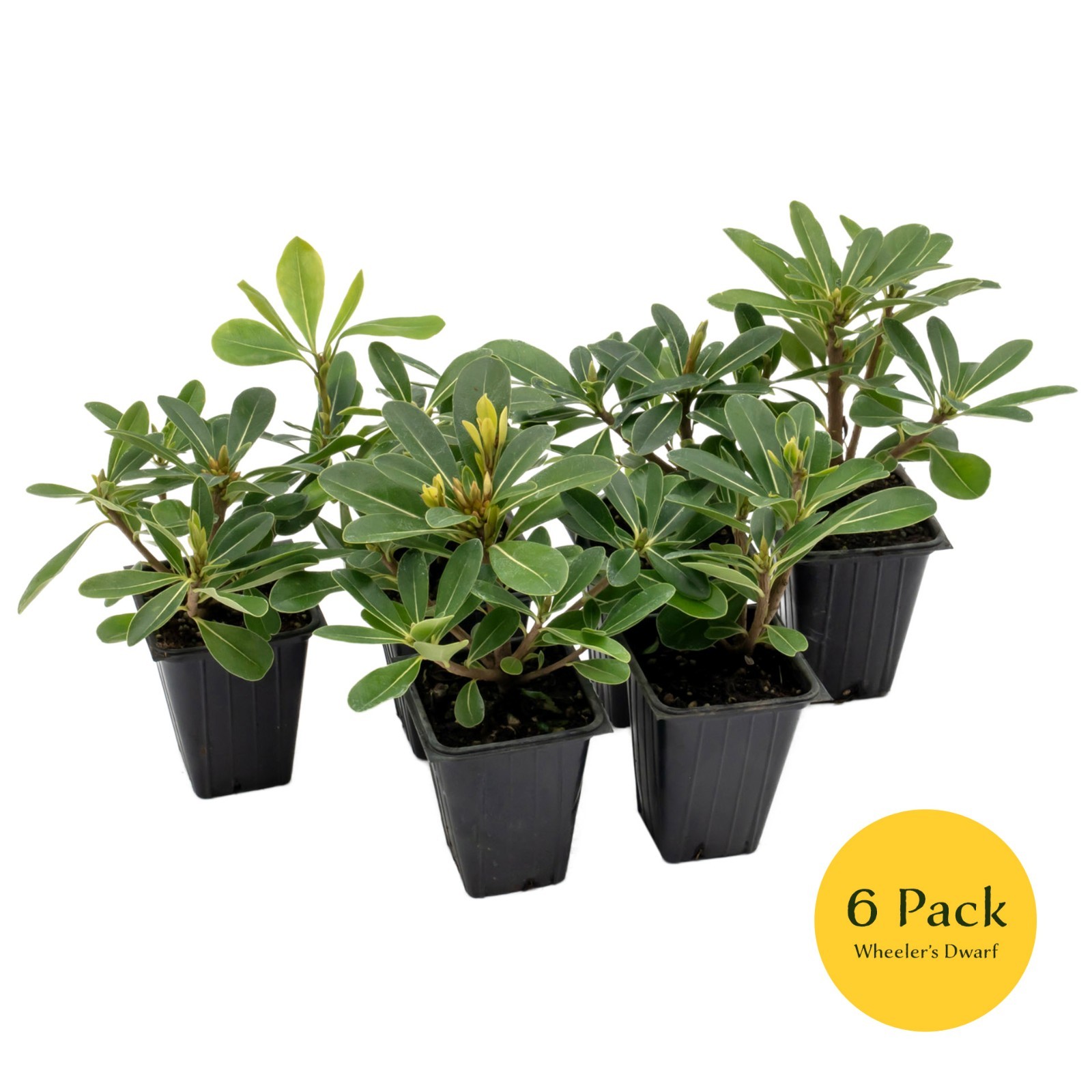 Wheeler’s Dwarf Shrubs | Live Plants in 2.5″ Nursery Cubes | Pittosporum Tobira