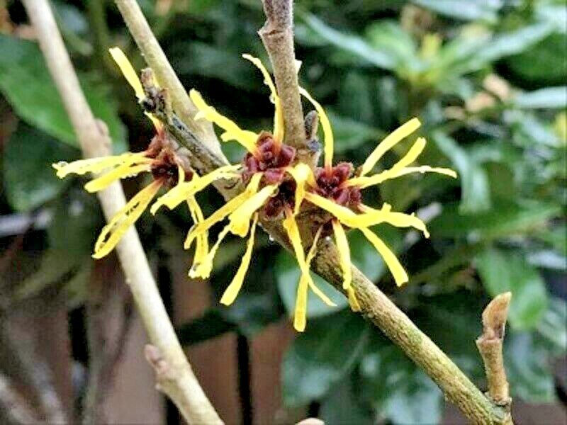 10 CHINESE GOLD EDGE WITCH HAZEL SEEDS – Hamamelis mollis ‘Gold Edge’