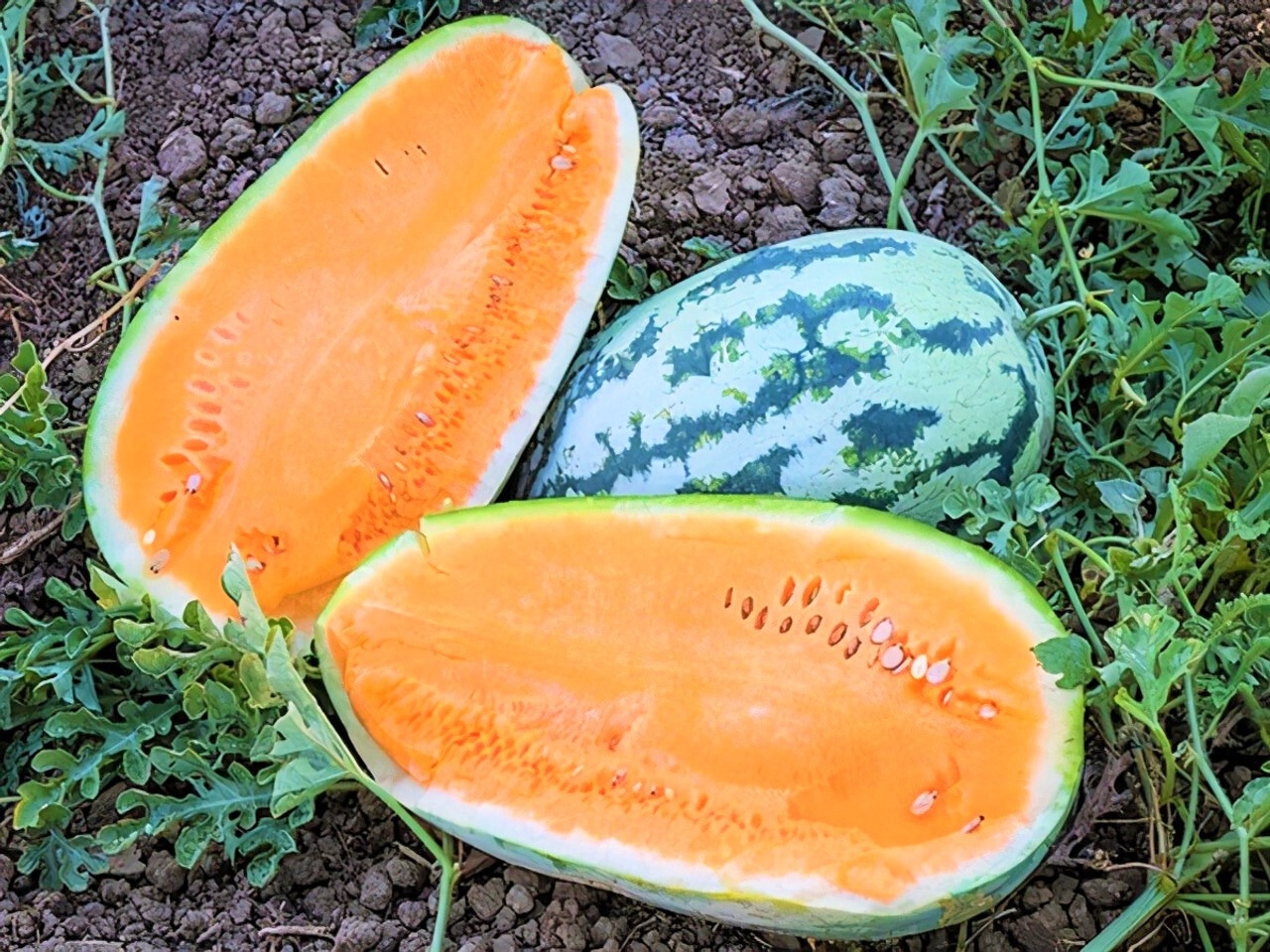 75 TENDERSWEET ORANGE WATERMELON FRESH HARVEST FOR GARDENS