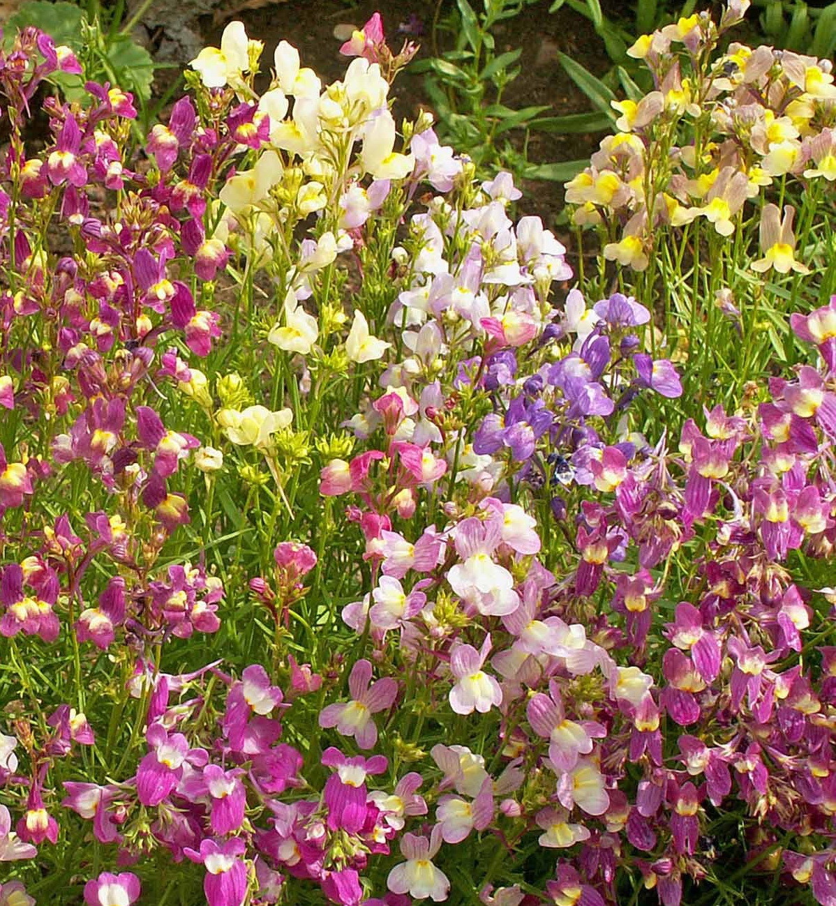5000 Spurred Snapdragon Northern Lights Flower Seeds Linaria Maroccana