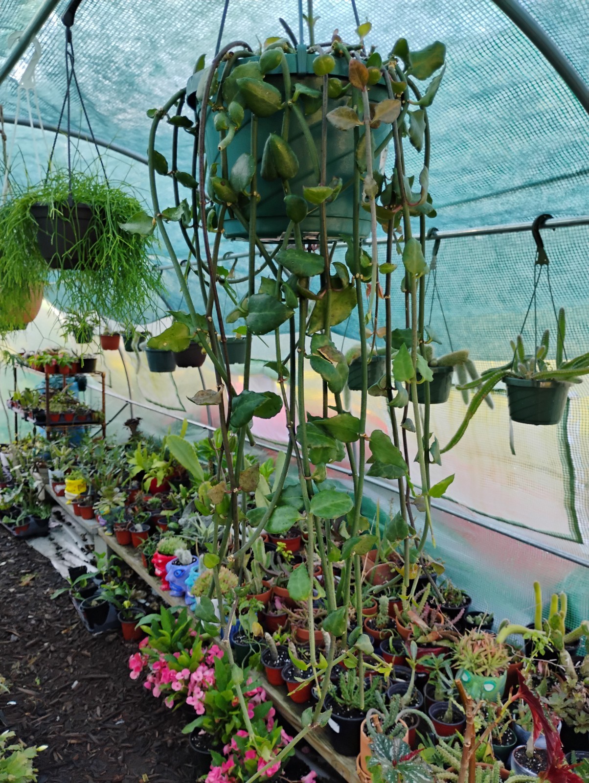 Ceropegia Sandersonii 8″ Pot – Well Rooted! Parachute Plant