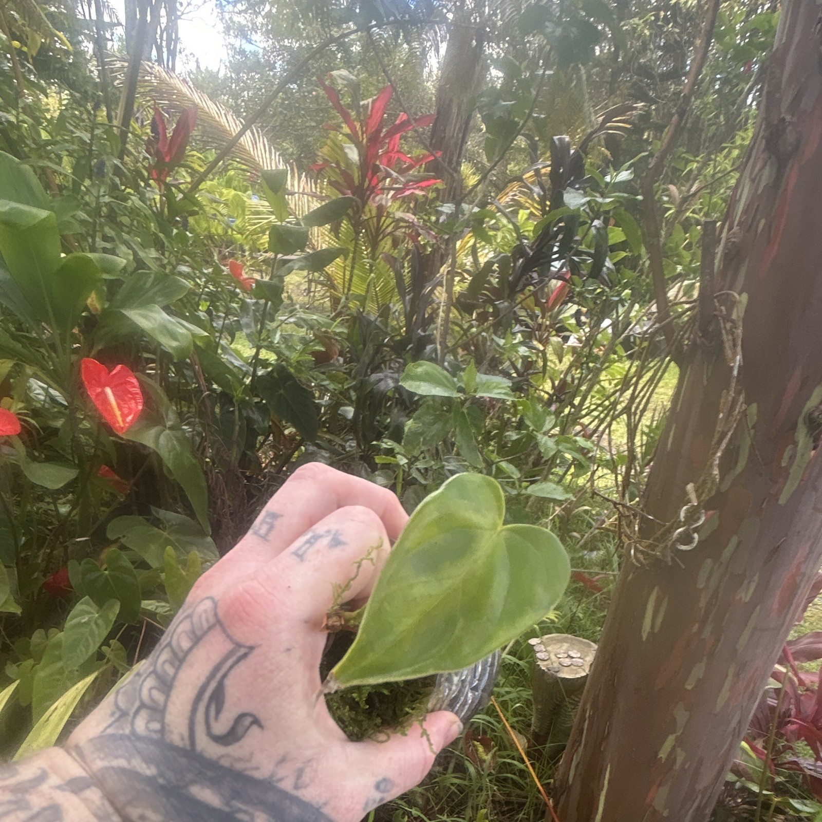 Anthurium “Sunrise Special” Rare Speckled Houseplant Starts
