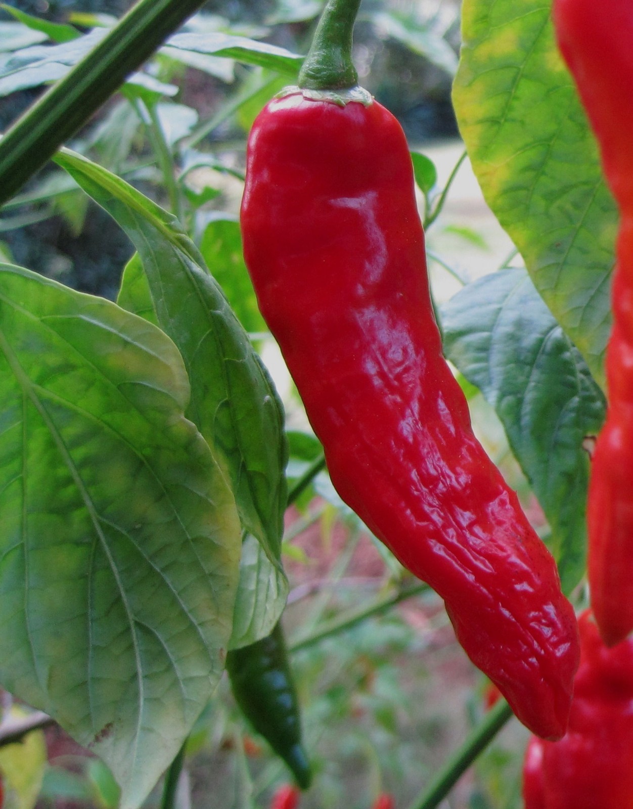 Vegetable Seeds-Long Red Cayenne Pepper-20 Chile Seeds- Beautiful Green to Red