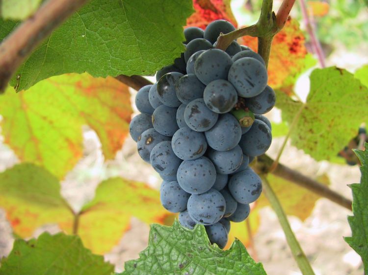 Amur Grape, Vitis amurensis, Vine Seeds (Edible, Fast, Fall Color, Hardy)