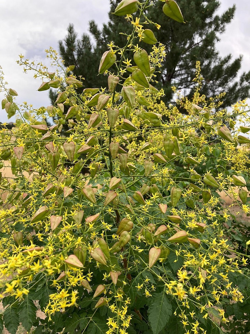 Koelreuteria paniculata Seeds, Golden Rain Tree Temperate Ornamental Plant
