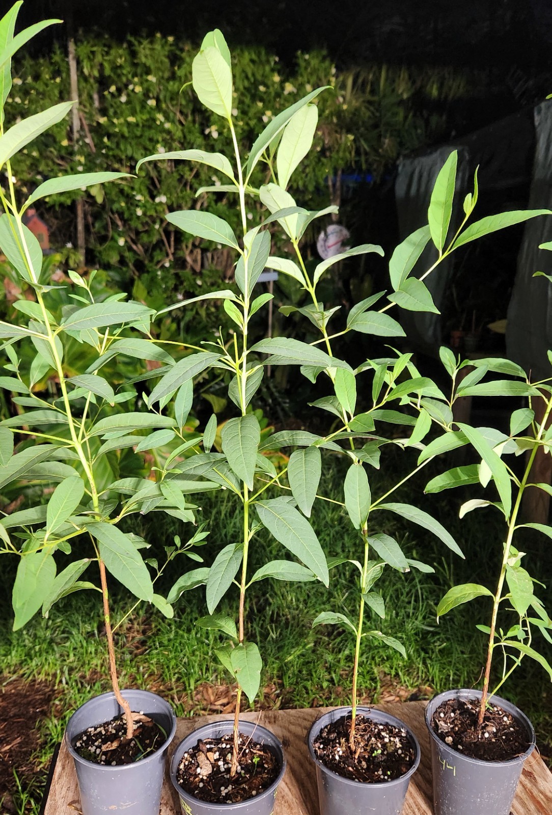 Eucalyptus deglupta Rainbow Eucalyptus Tree in 5″ Pot 27″ Tall (Not Seeds)