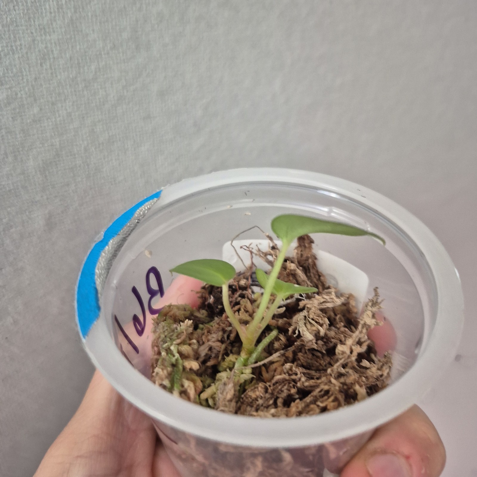 ANTHURIUM Magnificum X Open Seedling Rare