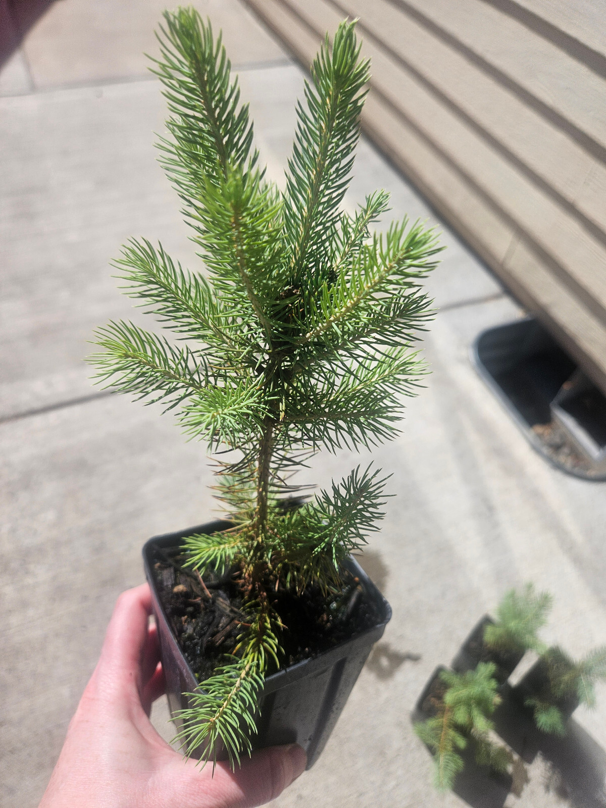 Colorado Blue Spruce tree in nursery pot. pre bonsai landscape favors Christmas