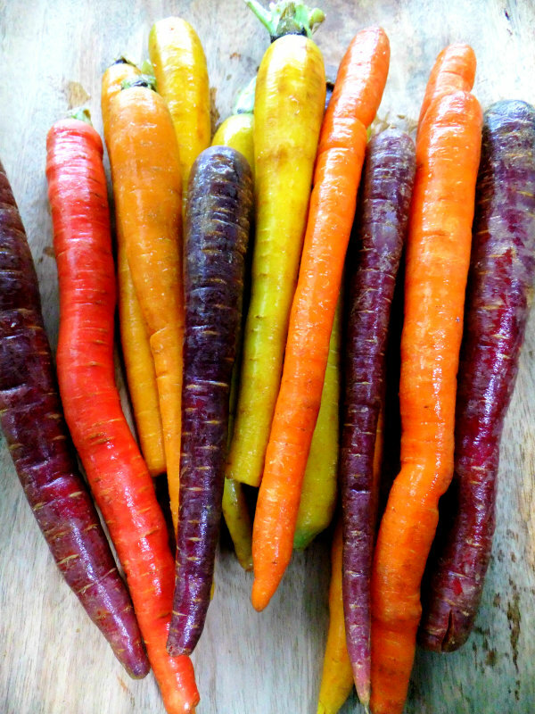 350 RAINBOW MIX CARROT SEEDS FRESH HARVEST FOR 2024 GARDENS