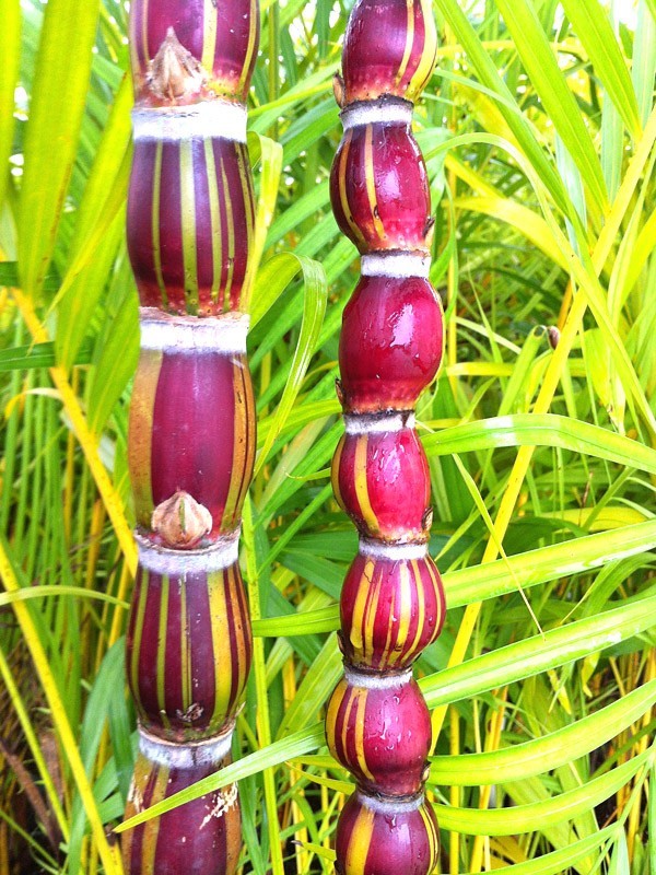 Buddha Belly Sugarcane plant, Sugar Cane. Large Size