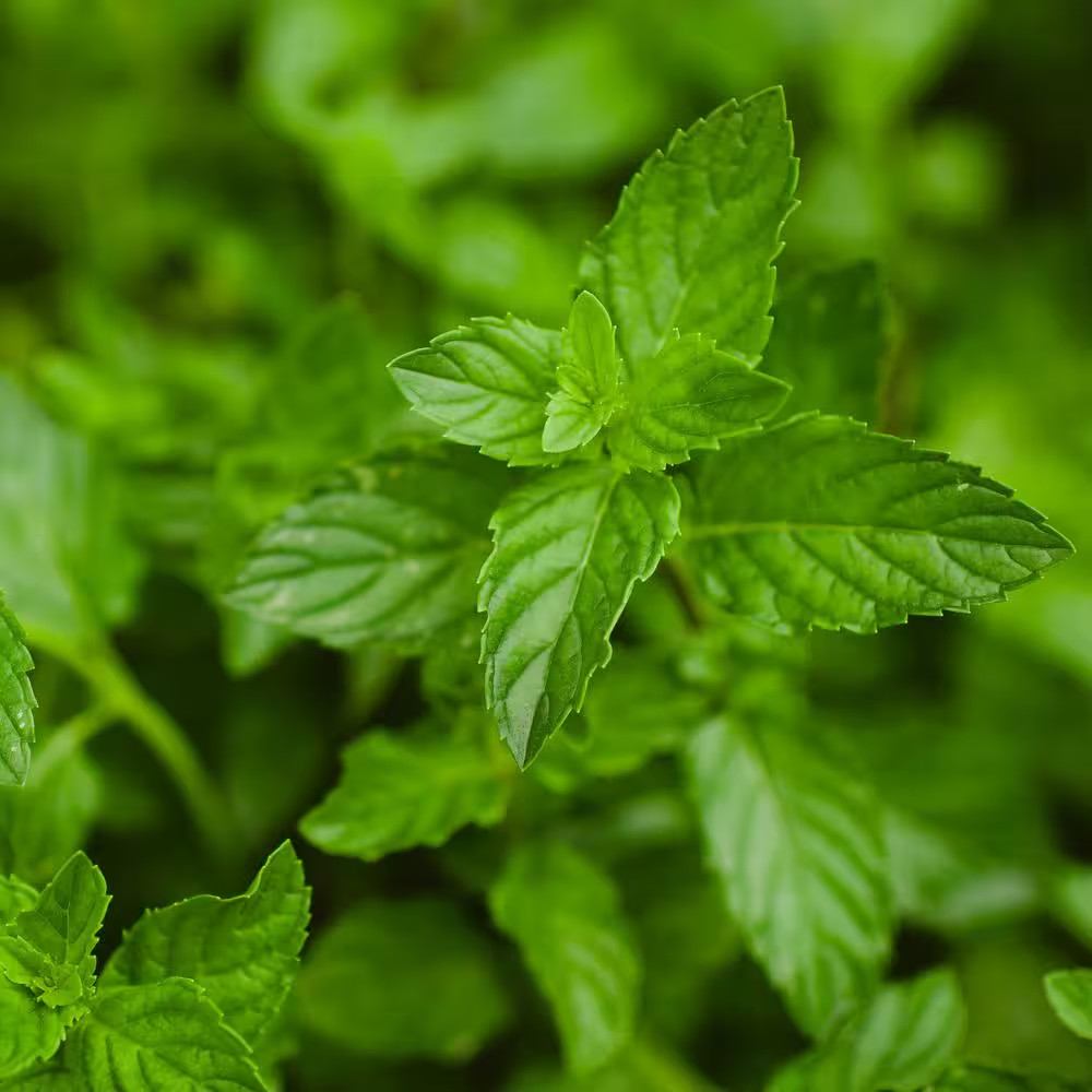 19 Oz. Peppermint Herb Plant (2-Pack)