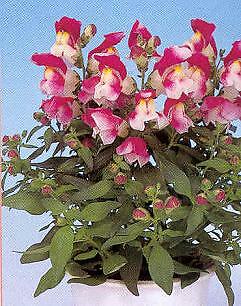 Snapdragon Floral Showers Wine Bicolor 1,000 seeds
