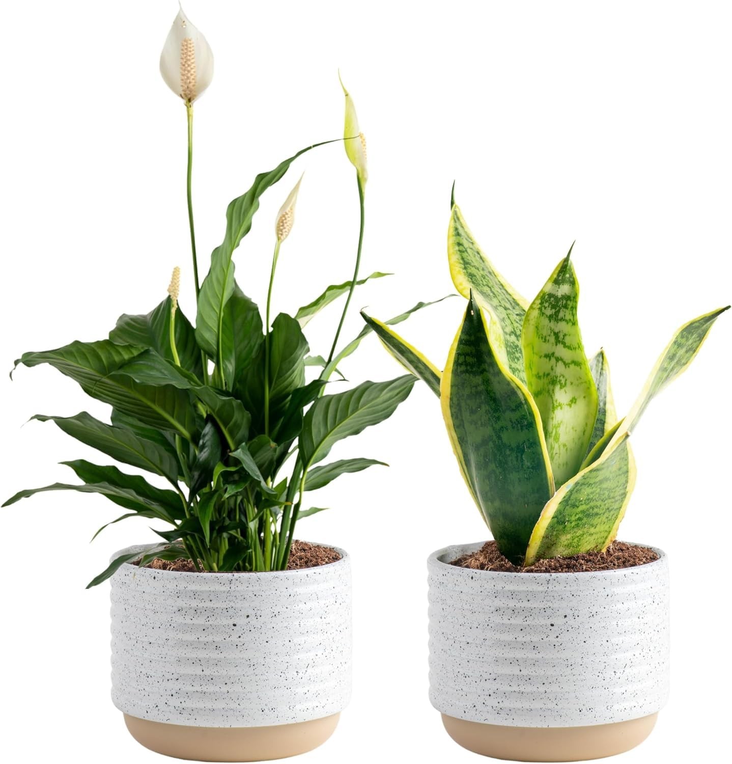 Live Indoor Houseplants Pack, Easy to Grow, 3.8″ Pots, 8-10″ Tall, Home Decor