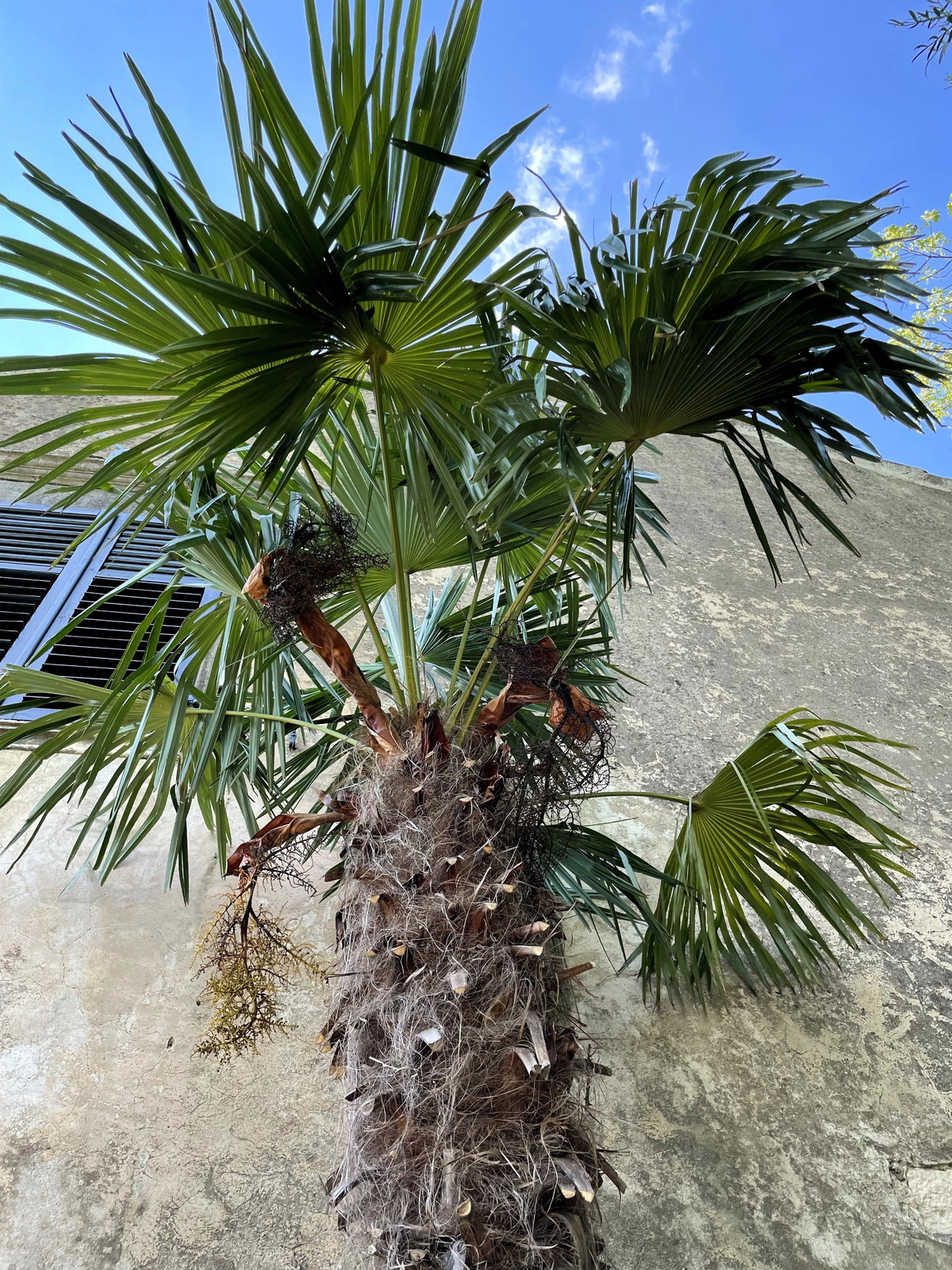 10 WAGNER WINDMILL PALM Trachycarpus Fortunei Wagnerianus Tree Houseplant Seeds