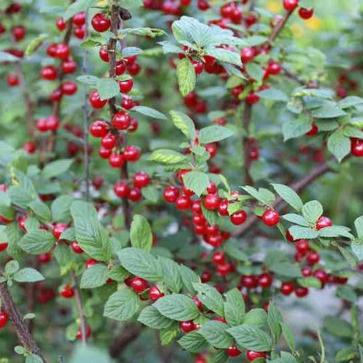 NANKING BUSH CHERRY Prunus tomentosa ‘Nanking’ LIVE PLANT 24+ INCHES SET OF 2