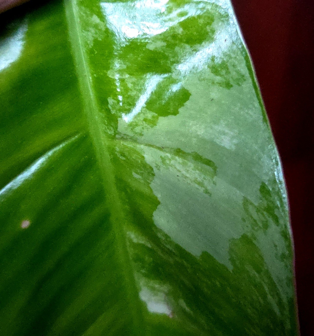 Rare XL Philodendron Florida Beauty X Paraiso Verde 28″ Wide 14″ Leaf Monstera