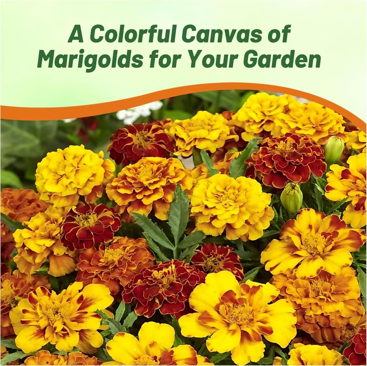 French Marigold Seeds Mix – 1000 Pcs Annual, Compact, Heat & Drought Tolerant…
