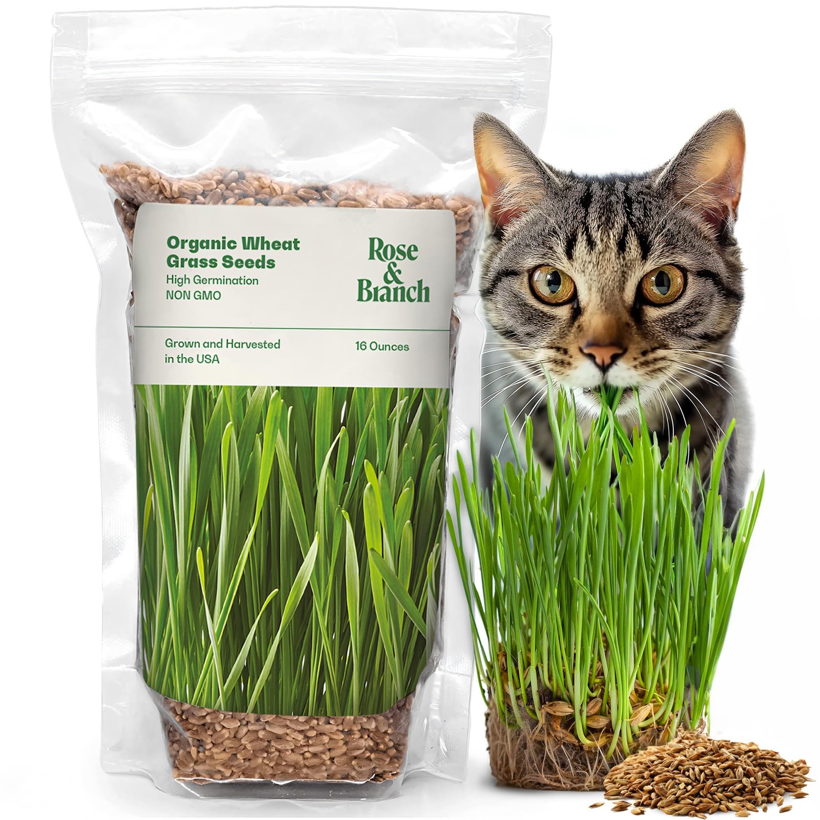 Rose & Branch Organic Wheat Grass Seeds for Indoor Cats – Cat Grass Seeds – 1…
