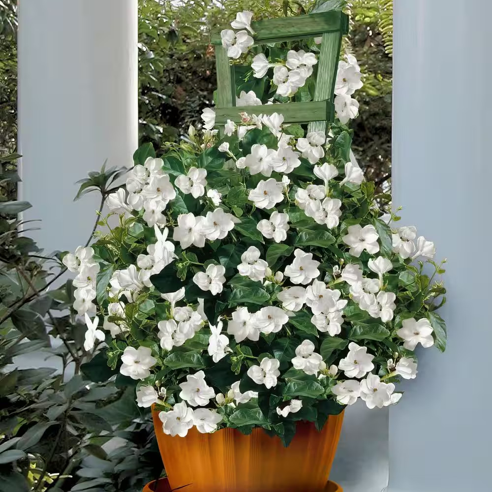 1 gal. Jasmine Sambac Arabian Plant NEW