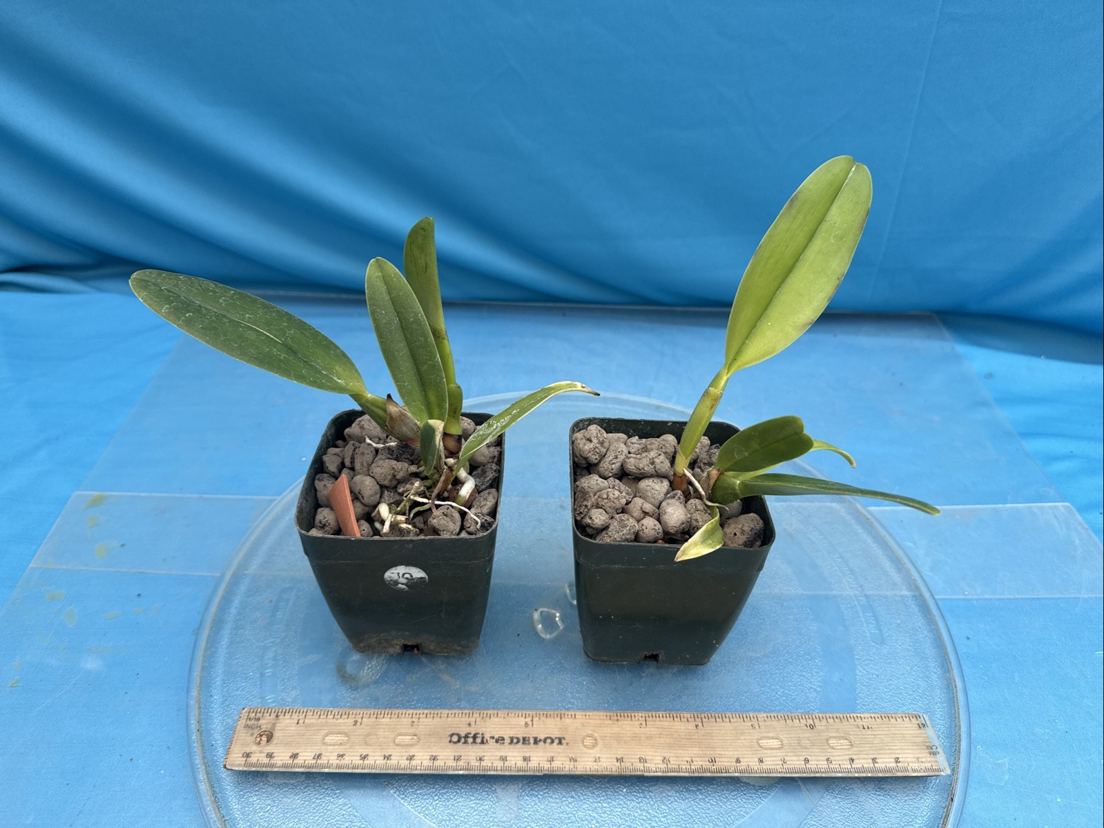 Rlc Dick Smith ‘Paradise’ Colorful Pink Yellow Fragrant Orchid Hybrid 4” RePot
