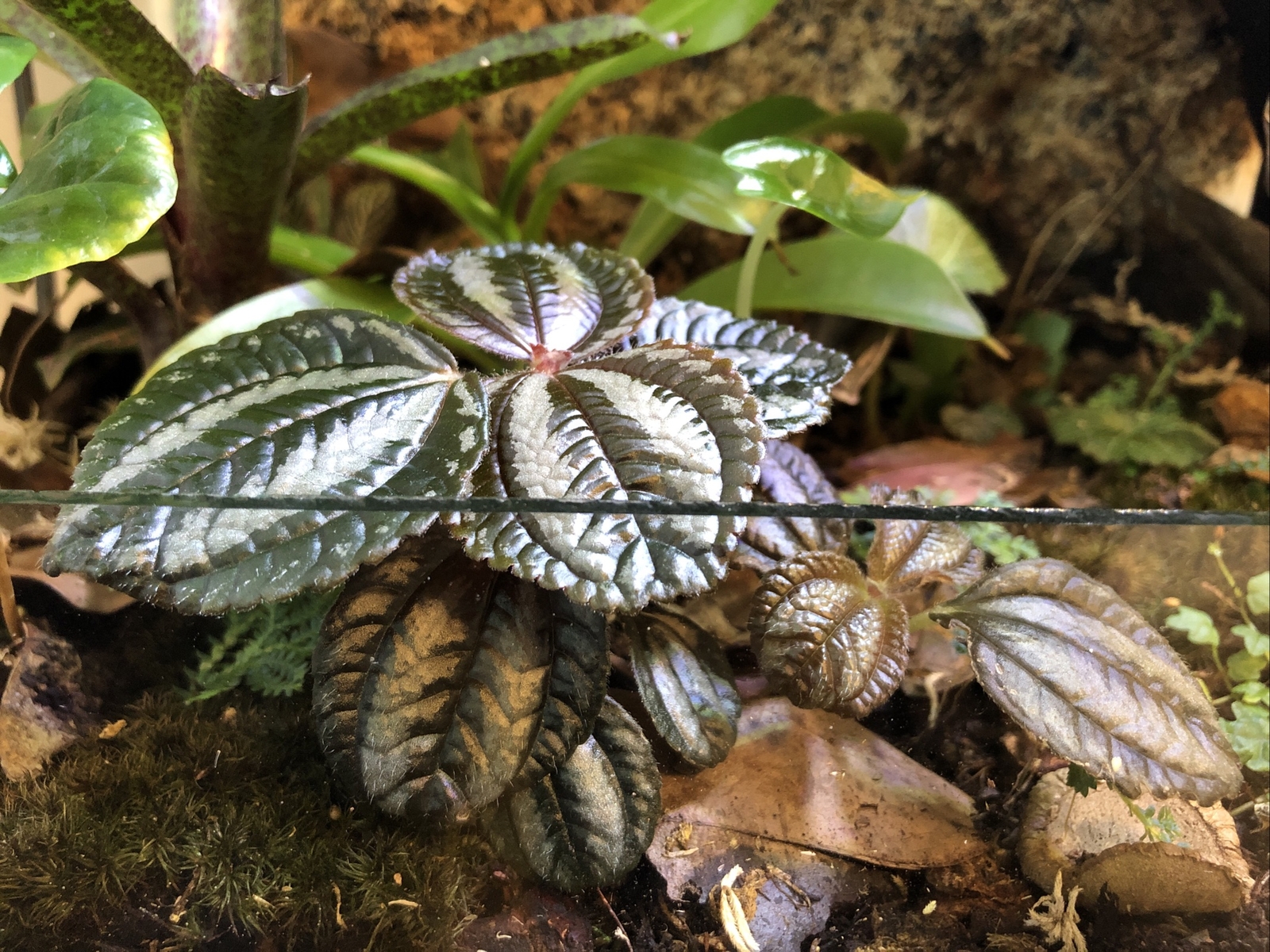 Pilea Spruceana Norfolk Terrarium Plant Cutting Plantlet Vivarium Dart Frog