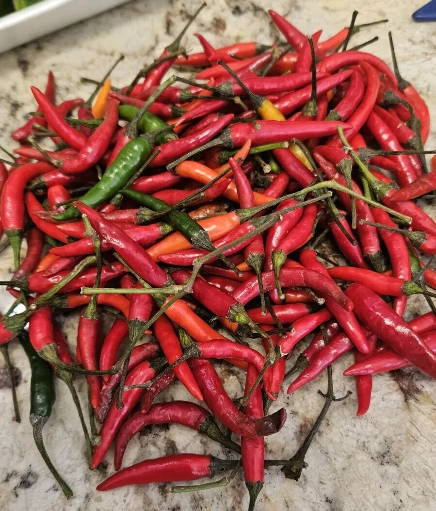 THAI HOT PEPPER CHILI SEEDS (30) Non-GMO Capsicum frutescens / SPICY / FL GROWN