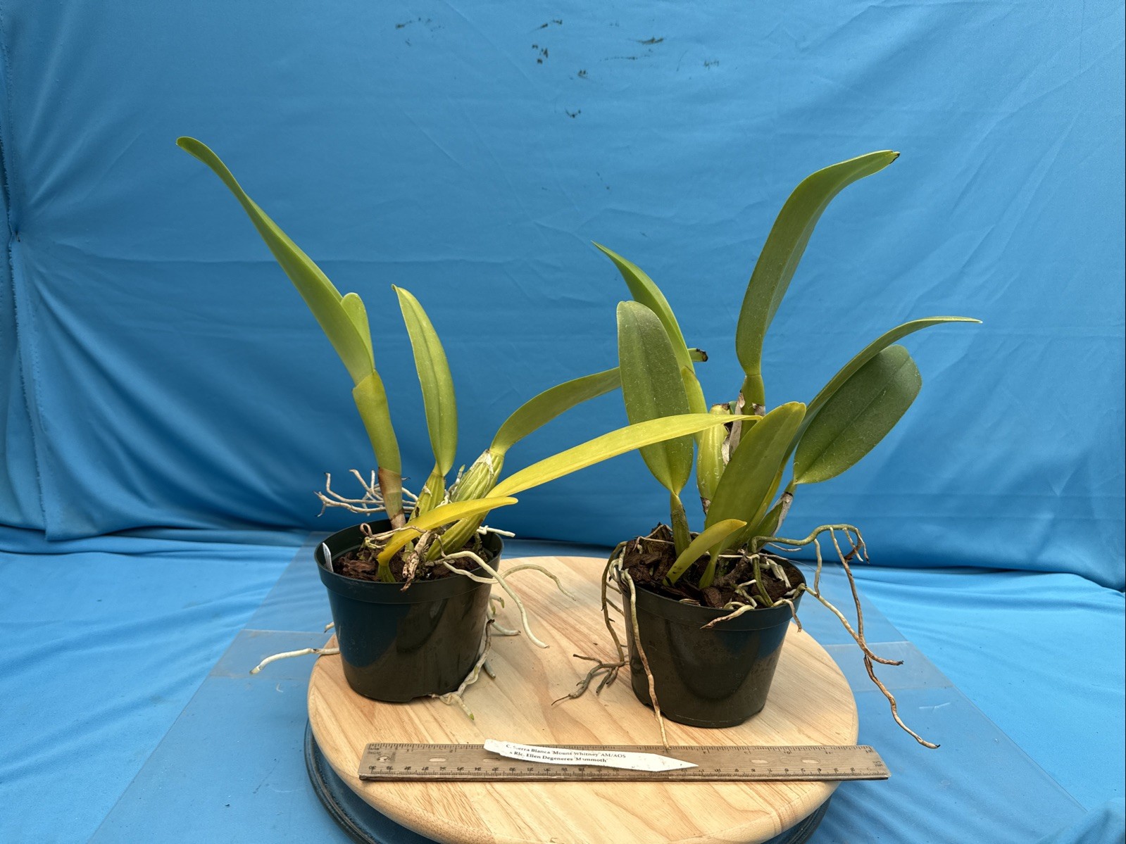 Cattleya Sierra Blanca ‘Mt Whitney’ X Rlc Ellen Degeneres NBS Orchid Eros 5” Pt