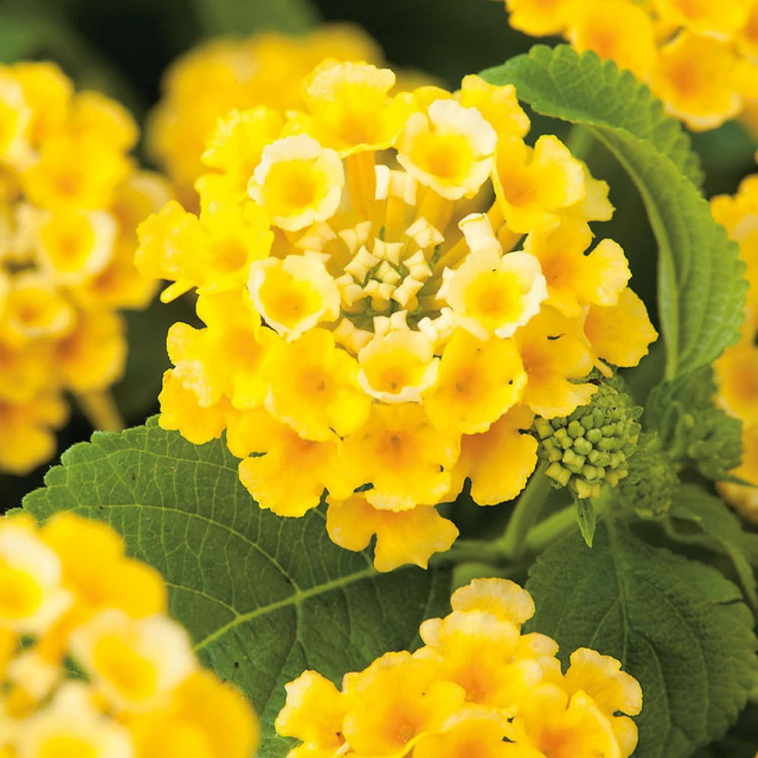 Lantana Flower Seeds for Planting – 300+ Mixed Color Flower Seeds to Plant Great