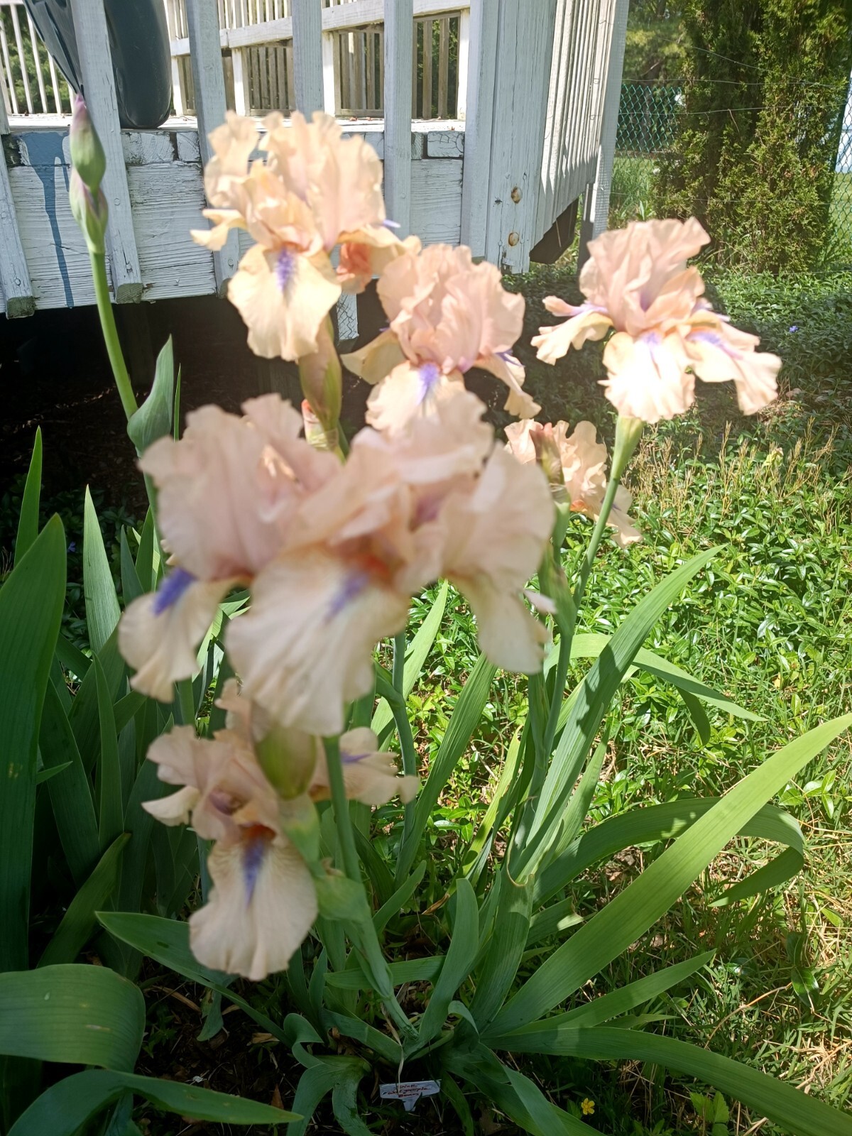 2 IRIS BULBS w/roots Ready to Plant, Pink Flowers with Blue Beard, Unique, Rare