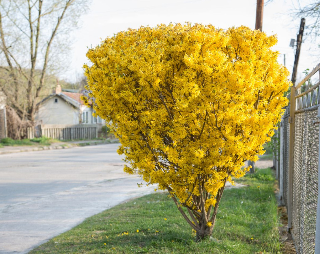 Lynwood Gold Forsythia Bushes – Live Plant 6-12″ Tall – Yellow in 4″ Pot