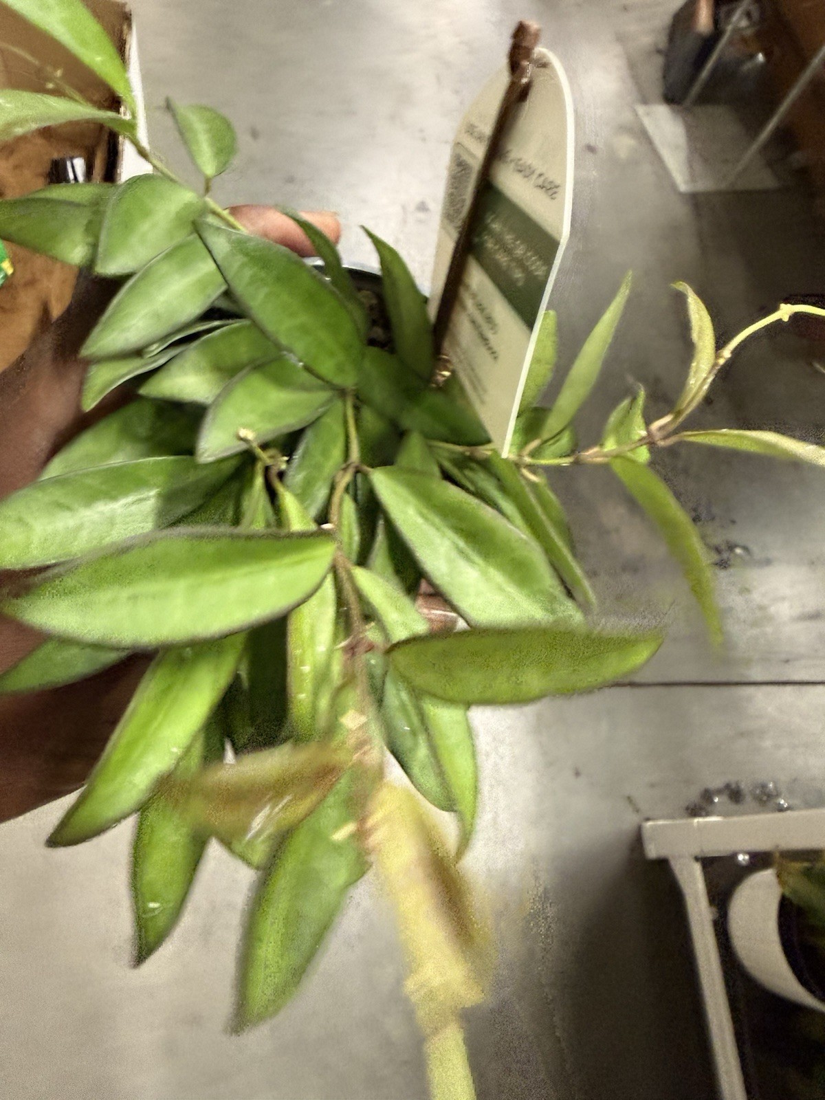 Hoya Rosita, 4 inch, Rare Hybrid of Hoya wayetii x tsangii