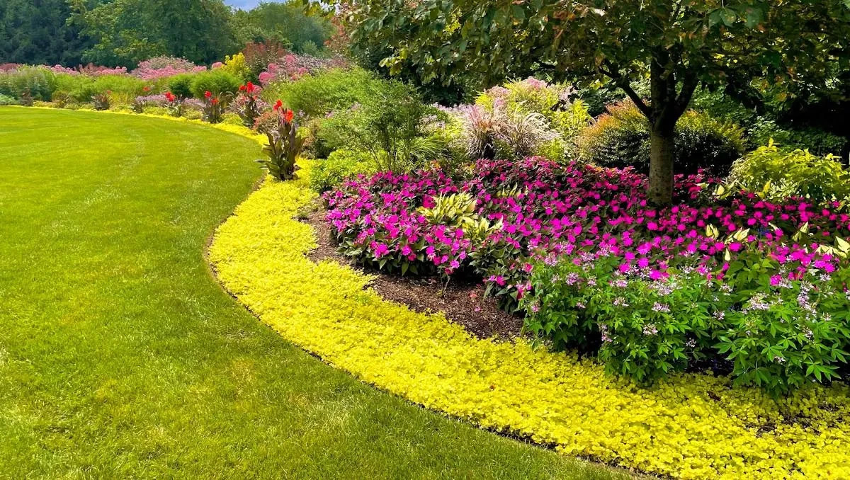 8 Live Plants – Creeping Jenny Groundcover – Perennial